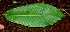  ( - BioBot01628)  @11 [ ] CreativeCommons - Attribution Non-Commercial Share-Alike (2010) Daniel H. Janzen Guanacaste Dry Forest Conservation Fund