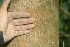 ( - BioBot01629)  @11 [ ] CreativeCommons - Attribution Non-Commercial Share-Alike (2010) Daniel H. Janzen Guanacaste Dry Forest Conservation Fund