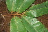  ( - BioBot01629)  @11 [ ] CreativeCommons - Attribution Non-Commercial Share-Alike (2010) Daniel H. Janzen Guanacaste Dry Forest Conservation Fund