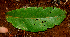  ( - BioBot01629)  @11 [ ] CreativeCommons - Attribution Non-Commercial Share-Alike (2010) Daniel H. Janzen Guanacaste Dry Forest Conservation Fund