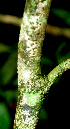  ( - BioBot01633)  @11 [ ] CreativeCommons - Attribution Non-Commercial Share-Alike (2010) Daniel H. Janzen Guanacaste Dry Forest Conservation Fund