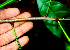  ( - BioBot01633)  @11 [ ] CreativeCommons - Attribution Non-Commercial Share-Alike (2010) Daniel H. Janzen Guanacaste Dry Forest Conservation Fund