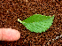  ( - BioBot01639)  @11 [ ] CreativeCommons - Attribution Non-Commercial Share-Alike (2010) Daniel H. Janzen Guanacaste Dry Forest Conservation Fund