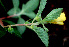  ( - BioBot01640)  @11 [ ] CreativeCommons - Attribution Non-Commercial Share-Alike (2010) Daniel H. Janzen Guanacaste Dry Forest Conservation Fund