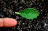  ( - BioBot01641)  @11 [ ] CreativeCommons - Attribution Non-Commercial Share-Alike (2010) Daniel H. Janzen Guanacaste Dry Forest Conservation Fund