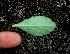  ( - BioBot01641)  @11 [ ] CreativeCommons - Attribution Non-Commercial Share-Alike (2010) Daniel H. Janzen Guanacaste Dry Forest Conservation Fund