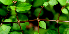  ( - BioBot01645)  @11 [ ] CreativeCommons - Attribution Non-Commercial Share-Alike (2010) Daniel H. Janzen Guanacaste Dry Forest Conservation Fund