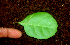  ( - BioBot01645)  @11 [ ] CreativeCommons - Attribution Non-Commercial Share-Alike (2010) Daniel H. Janzen Guanacaste Dry Forest Conservation Fund