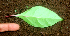  ( - BioBot01646)  @11 [ ] CreativeCommons - Attribution Non-Commercial Share-Alike (2010) Daniel H. Janzen Guanacaste Dry Forest Conservation Fund
