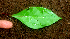 ( - BioBot01646)  @11 [ ] CreativeCommons - Attribution Non-Commercial Share-Alike (2010) Daniel H. Janzen Guanacaste Dry Forest Conservation Fund
