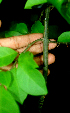  ( - BioBot01647)  @11 [ ] CreativeCommons - Attribution Non-Commercial Share-Alike (2010) Daniel H. Janzen Guanacaste Dry Forest Conservation Fund