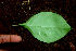  ( - BioBot01647)  @11 [ ] CreativeCommons - Attribution Non-Commercial Share-Alike (2010) Daniel H. Janzen Guanacaste Dry Forest Conservation Fund