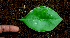  ( - BioBot01647)  @11 [ ] CreativeCommons - Attribution Non-Commercial Share-Alike (2010) Daniel H. Janzen Guanacaste Dry Forest Conservation Fund