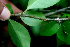  ( - BioBot01647)  @11 [ ] CreativeCommons - Attribution Non-Commercial Share-Alike (2010) Daniel H. Janzen Guanacaste Dry Forest Conservation Fund