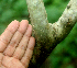  ( - BioBot01666)  @11 [ ] CreativeCommons - Attribution Non-Commercial Share-Alike (2010) Daniel H. Janzen Guanacaste Dry Forest Conservation Fund