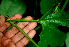  ( - BioBot01678)  @11 [ ] CreativeCommons - Attribution Non-Commercial Share-Alike (2010) Daniel H. Janzen Guanacaste Dry Forest Conservation Fund