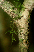  ( - BioBot01683)  @11 [ ] CreativeCommons - Attribution Non-Commercial Share-Alike (2010) Daniel H. Janzen Guanacaste Dry Forest Conservation Fund