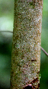  (Trichospermum grewiifolium - BioBot01690)  @11 [ ] CreativeCommons - Attribution Non-Commercial Share-Alike (2010) Daniel H. Janzen Guanacaste Dry Forest Conservation Fund