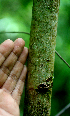  ( - BioBot01690)  @11 [ ] CreativeCommons - Attribution Non-Commercial Share-Alike (2010) Daniel H. Janzen Guanacaste Dry Forest Conservation Fund