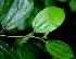  ( - BioBot01690)  @11 [ ] CreativeCommons - Attribution Non-Commercial Share-Alike (2010) Daniel H. Janzen Guanacaste Dry Forest Conservation Fund