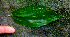  ( - BioBot01690)  @11 [ ] CreativeCommons - Attribution Non-Commercial Share-Alike (2010) Daniel H. Janzen Guanacaste Dry Forest Conservation Fund