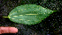  ( - BioBot01690)  @11 [ ] CreativeCommons - Attribution Non-Commercial Share-Alike (2010) Daniel H. Janzen Guanacaste Dry Forest Conservation Fund