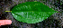  ( - BioBot01691)  @11 [ ] CreativeCommons - Attribution Non-Commercial Share-Alike (2010) Daniel H. Janzen Guanacaste Dry Forest Conservation Fund