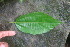  ( - BioBot01691)  @11 [ ] CreativeCommons - Attribution Non-Commercial Share-Alike (2010) Daniel H. Janzen Guanacaste Dry Forest Conservation Fund