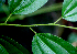  ( - BioBot01691)  @11 [ ] CreativeCommons - Attribution Non-Commercial Share-Alike (2010) Daniel H. Janzen Guanacaste Dry Forest Conservation Fund