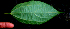  ( - BioBot01691)  @11 [ ] CreativeCommons - Attribution Non-Commercial Share-Alike (2010) Daniel H. Janzen Guanacaste Dry Forest Conservation Fund