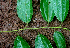  ( - BioBot01692)  @11 [ ] CreativeCommons - Attribution Non-Commercial Share-Alike (2010) Daniel H. Janzen Guanacaste Dry Forest Conservation Fund