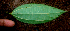 ( - BioBot01692)  @11 [ ] CreativeCommons - Attribution Non-Commercial Share-Alike (2010) Daniel H. Janzen Guanacaste Dry Forest Conservation Fund