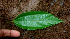  ( - BioBot01692)  @11 [ ] CreativeCommons - Attribution Non-Commercial Share-Alike (2010) Daniel H. Janzen Guanacaste Dry Forest Conservation Fund