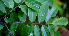  ( - BioBot01696)  @11 [ ] CreativeCommons - Attribution Non-Commercial Share-Alike (2010) Daniel H. Janzen Guanacaste Dry Forest Conservation Fund