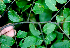  ( - BioBot01696)  @11 [ ] CreativeCommons - Attribution Non-Commercial Share-Alike (2010) Daniel H. Janzen Guanacaste Dry Forest Conservation Fund