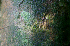  ( - BioBot01697)  @11 [ ] CreativeCommons - Attribution Non-Commercial Share-Alike (2010) Daniel H. Janzen Guanacaste Dry Forest Conservation Fund