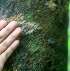  ( - BioBot01697)  @11 [ ] CreativeCommons - Attribution Non-Commercial Share-Alike (2010) Daniel H. Janzen Guanacaste Dry Forest Conservation Fund