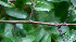  ( - BioBot01697)  @11 [ ] CreativeCommons - Attribution Non-Commercial Share-Alike (2010) Daniel H. Janzen Guanacaste Dry Forest Conservation Fund