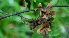 ( - BioBot01697)  @11 [ ] CreativeCommons - Attribution Non-Commercial Share-Alike (2010) Daniel H. Janzen Guanacaste Dry Forest Conservation Fund