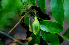  ( - BioBot01697)  @11 [ ] CreativeCommons - Attribution Non-Commercial Share-Alike (2010) Daniel H. Janzen Guanacaste Dry Forest Conservation Fund