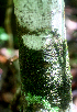  ( - BioBot01698)  @11 [ ] CreativeCommons - Attribution Non-Commercial Share-Alike (2010) Daniel H. Janzen Guanacaste Dry Forest Conservation Fund