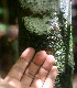  ( - BioBot01698)  @11 [ ] CreativeCommons - Attribution Non-Commercial Share-Alike (2010) Daniel H. Janzen Guanacaste Dry Forest Conservation Fund