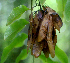 ( - BioBot01698)  @11 [ ] CreativeCommons - Attribution Non-Commercial Share-Alike (2010) Daniel H. Janzen Guanacaste Dry Forest Conservation Fund