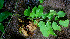  ( - BioBot01698)  @11 [ ] CreativeCommons - Attribution Non-Commercial Share-Alike (2010) Daniel H. Janzen Guanacaste Dry Forest Conservation Fund