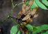  ( - BioBot01698)  @11 [ ] CreativeCommons - Attribution Non-Commercial Share-Alike (2010) Daniel H. Janzen Guanacaste Dry Forest Conservation Fund