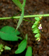  ( - BioBot01705)  @11 [ ] CreativeCommons - Attribution Non-Commercial Share-Alike (2010) Daniel H. Janzen Guanacaste Dry Forest Conservation Fund