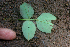  ( - BioBot01705)  @11 [ ] CreativeCommons - Attribution Non-Commercial Share-Alike (2010) Daniel H. Janzen Guanacaste Dry Forest Conservation Fund