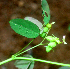  ( - BioBot01706)  @11 [ ] CreativeCommons - Attribution Non-Commercial Share-Alike (2010) Daniel H. Janzen Guanacaste Dry Forest Conservation Fund