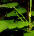  ( - BioBot01713)  @11 [ ] CreativeCommons - Attribution Non-Commercial Share-Alike (2010) Daniel H. Janzen Guanacaste Dry Forest Conservation Fund