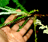  ( - BioBot01715)  @11 [ ] CreativeCommons - Attribution Non-Commercial Share-Alike (2010) Daniel H. Janzen Guanacaste Dry Forest Conservation Fund